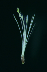 Blumea axillaris