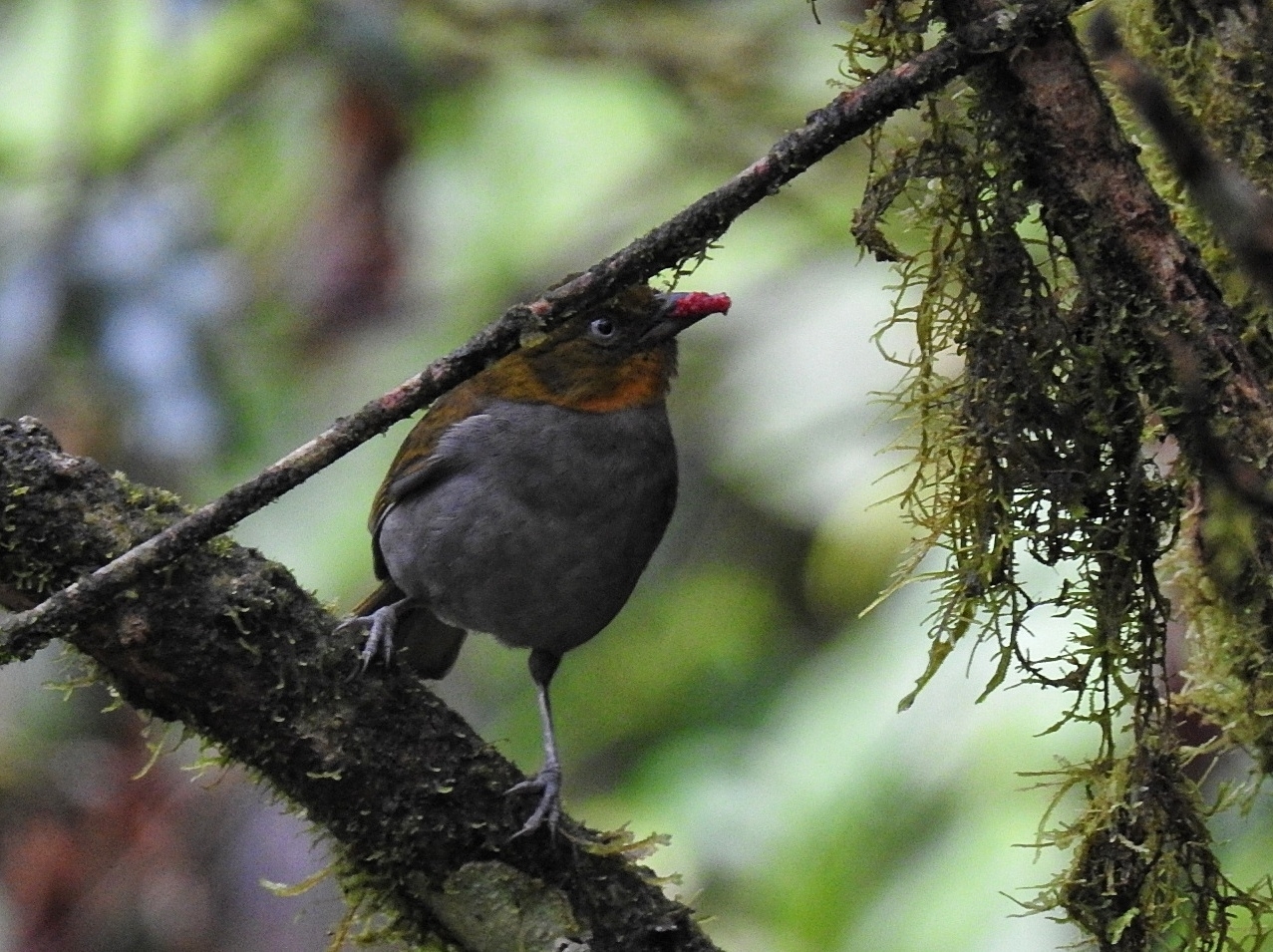 Yellow-throated Chlorospingus illustration