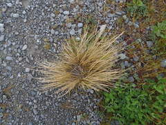 Poa flabellata