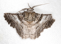 Hypobapta diffundens