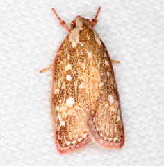 Euchaetis metallota