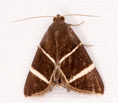 Grammodes justa