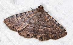 Diatenes aglossoides