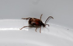 Callosobruchus maculatus