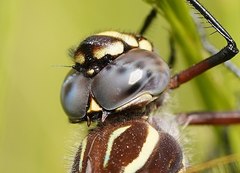 Austroaeschna inermis