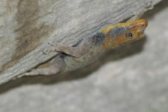 Gonatodes albogularis albogularis