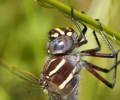 Austroaeschna inermis