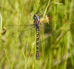 Austroaeschna inermis