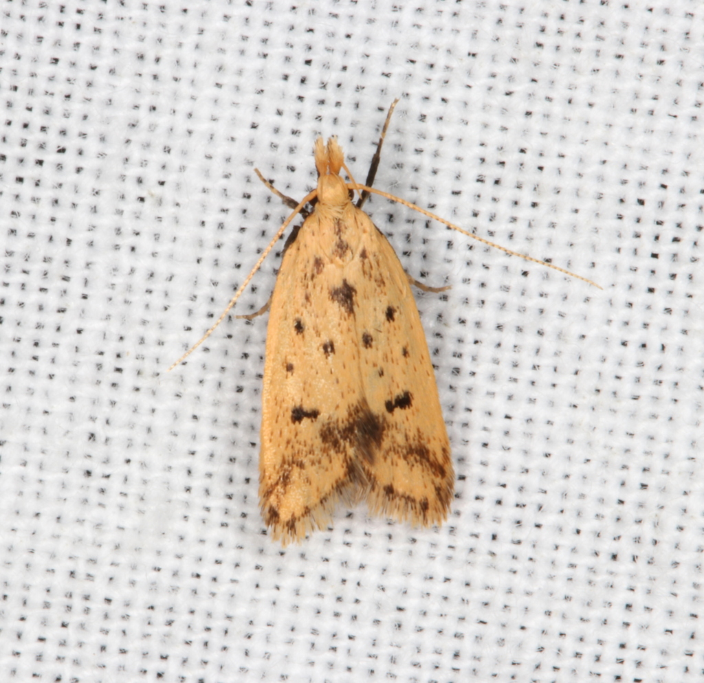 Atheropla