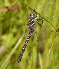 Austroaeschna inermis