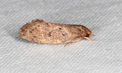 Syncometes vilis