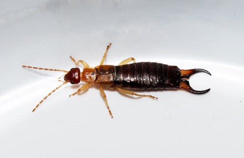 Deceiving Earwig
