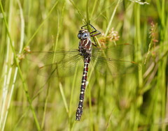 Austroaeschna inermis