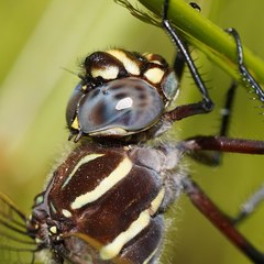 Austroaeschna inermis