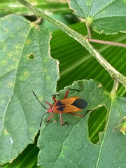 Hypselonotus bitrianguliger