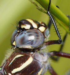 Austroaeschna inermis