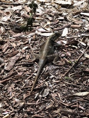 Agama picticauda image