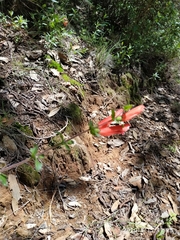 Lamourouxia rhinanthifolia