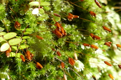 Leptostomum macrocarpum