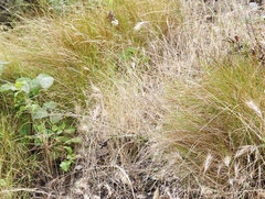 Agrostis pallens