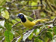 Green Jay photo 5
