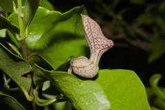 Aristolochia triangularis