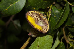 Aristolochia triangularis