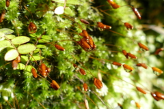 Leptostomum macrocarpum