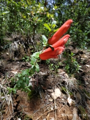 Lamourouxia rhinanthifolia