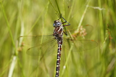 Austroaeschna inermis
