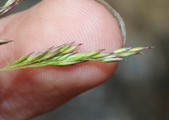 Agrostis pallens