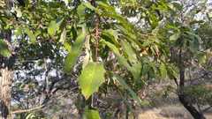 Quercus clivicola