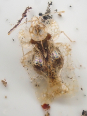 Corythucha incurvata