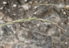 Agrostis pallens