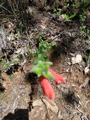 Lamourouxia rhinanthifolia