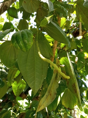 Piper ponapense observed 2021-01-24
