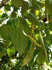 Piper ponapense