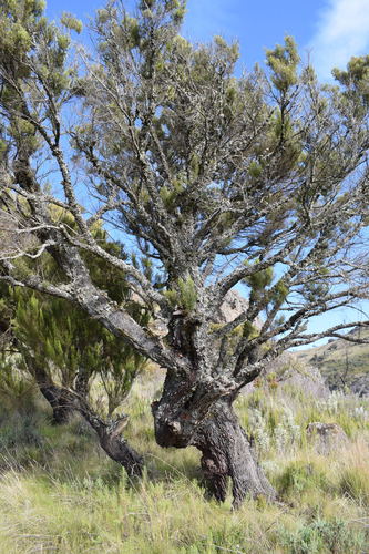 Tree heath