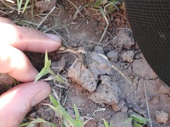 Pavocosa