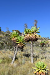 Dendrosenecio