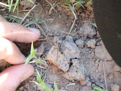 Pavocosa