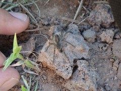 Pavocosa
