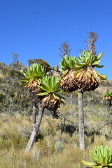 Dendrosenecio