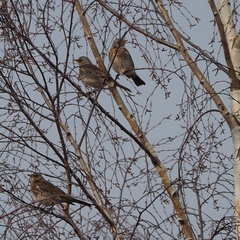Turdus pilaris