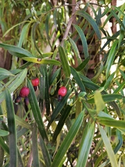 Podocarpus salignus
