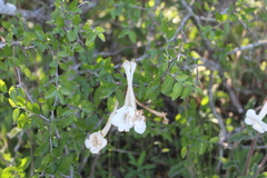 Sinningia tubiflora