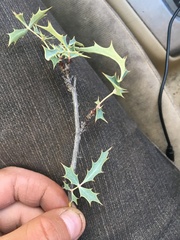 Berberis haematocarpa