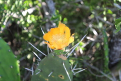 Opuntia elata