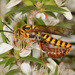 Thynnid Flower Wasps - Photo (c) John Walter, some rights reserved (CC BY-NC), uploaded by John Walter