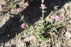 Gomphrena pulchella
